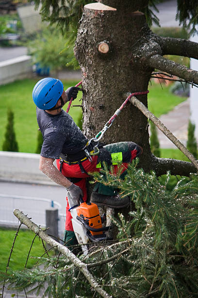 Best Storm Damage Tree Cleanup  in Pleasant Valley, MO