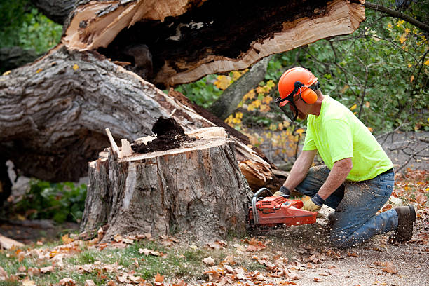 Pleasant Valley, MO  Tree Services Company