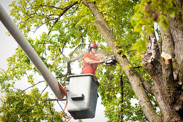 Why Choose Our Tree Removal Services in Pleasant Valley, MO?